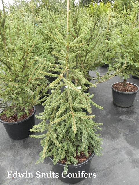 Picea abies 'Farnsburg'